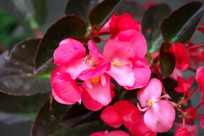 A close up of a bunch of pink flowers